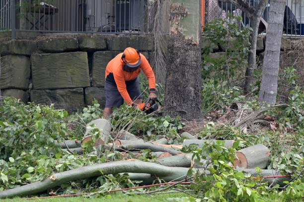 How Our Tree Care Process Works  in Blue Springs, MO